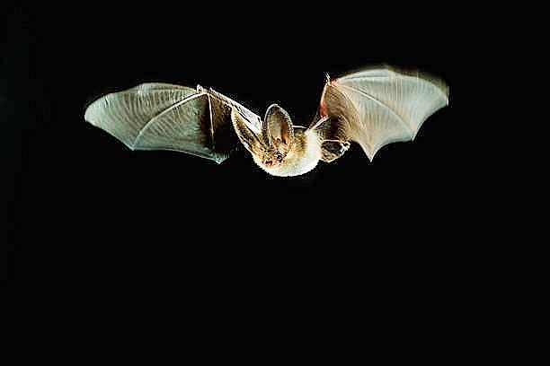 Brown long-eared bat.jpg