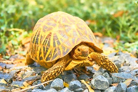 Indian star tortoise.jpg
