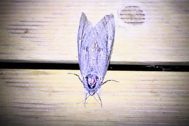 Giant wood moth.jpg