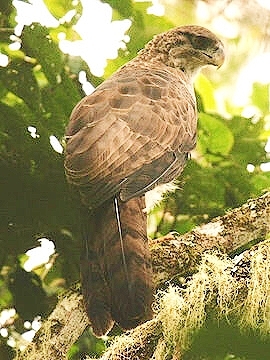 New Guinea harpy eagle.jpg