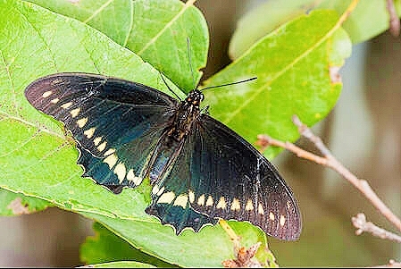Gold rim swallowtail.jpg