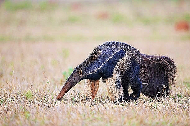 Giant anteater.jpg