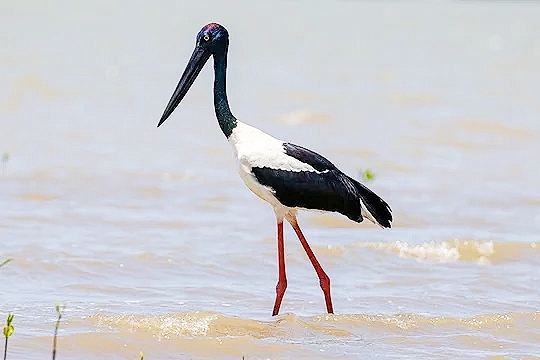 Black-necked stork.jpg