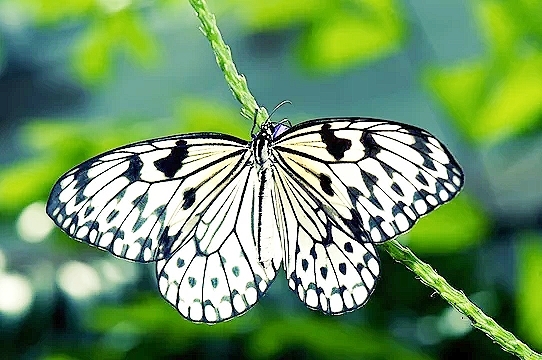 Large tree nymph butterfly.jpg