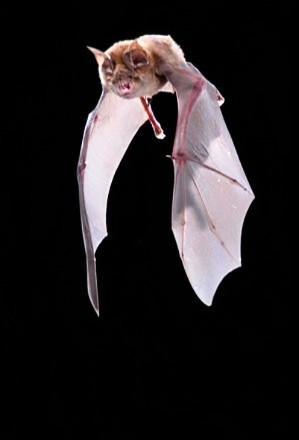 Greater horseshoe bat.jpg