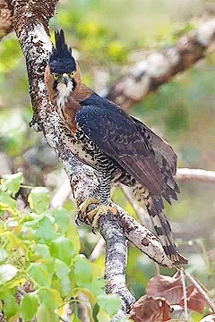 Ornate hawk-eagle.jpg