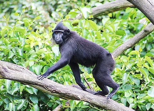 Celebes crested macaque.jpg