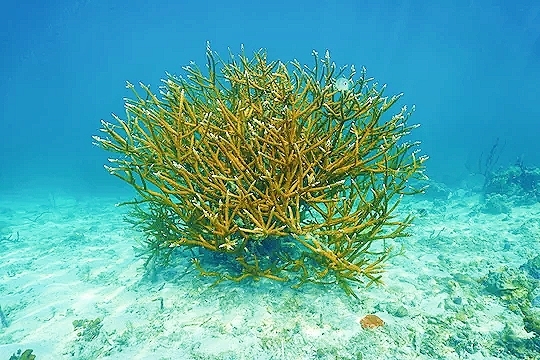 Staghorn coral.jpg