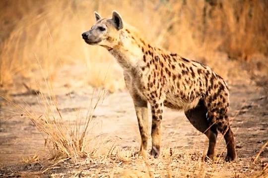 Spotted hyena.jpg