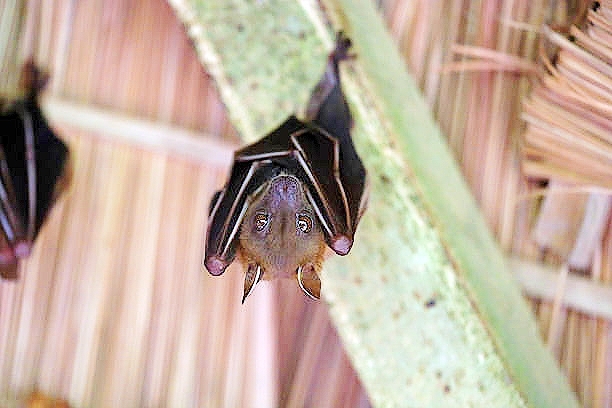 Dayak fruit bat.jpg