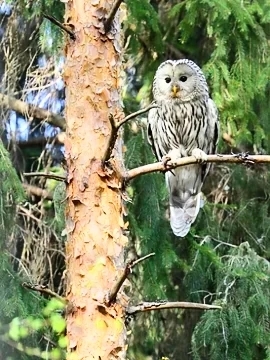 Ural owl.jpg
