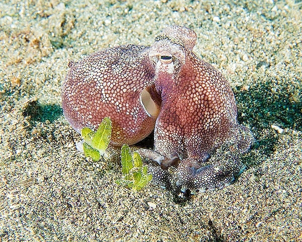 Caribbean armstripe octopus.jpg