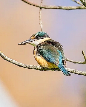 Sacred kingfisher.jpg