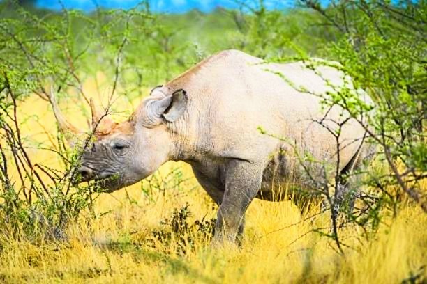 Black rhinoceros.jpg