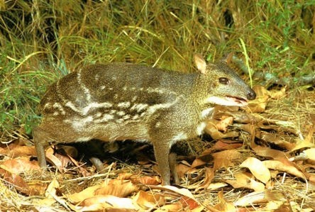 Indian spotted chevrotain.jpg