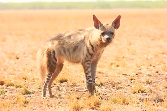 Striped hyena.jpg