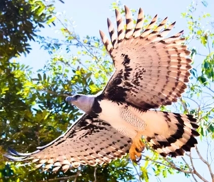 Harpy eagle.jpg