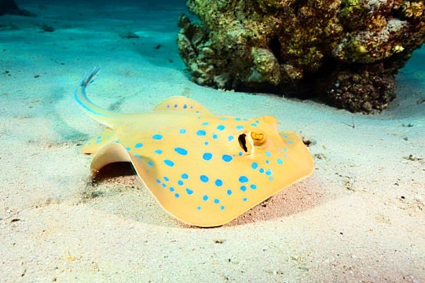 Bluespotted ribbontail ray.jpg