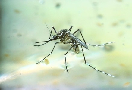 Yellow fever mosquito.jpg