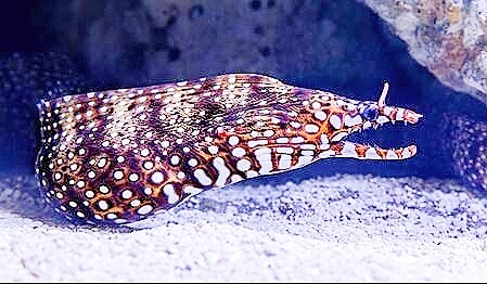 Dragon moray eel.jpg