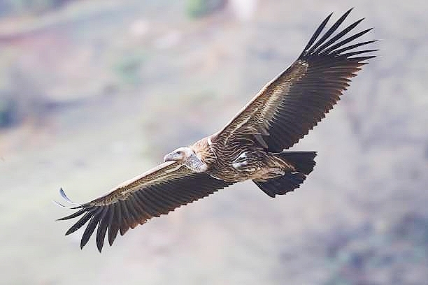 Himalayan vulture.jpg
