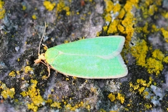 Green oak tortrix moth.jpg