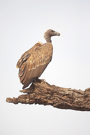 Indian vulture.jpg