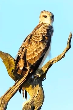 Ayres' hawk-eagle.jpg