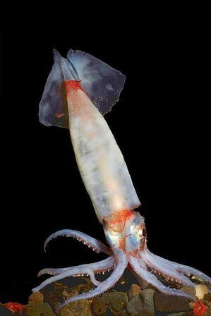 Boreoatlantic armhook squid.jpg