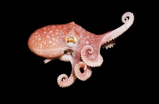 Spoonarm octopus.jpg