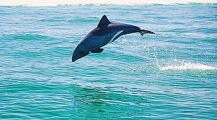 Heaviside's dolphin.jpg