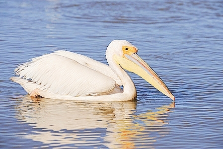 Great white pelican.jpg