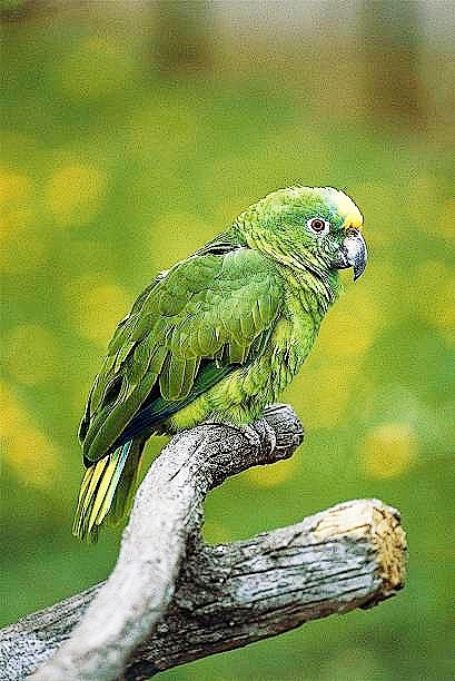 Yellow-crowned Amazon parrot.jpg