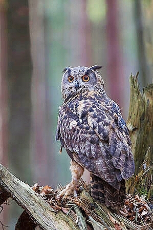 Eurasian eagle owl.jpg