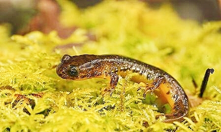 Olympic torrent salamander.jpg