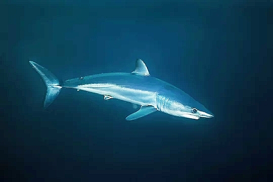 Longfin mako shark.jpg