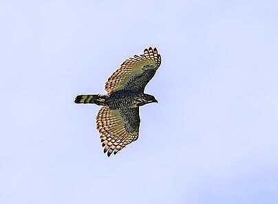 Sulawesi hawk-eagle.jpg