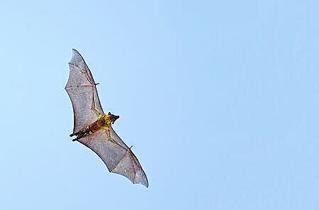 Straw-coloured fruit bat.jpg
