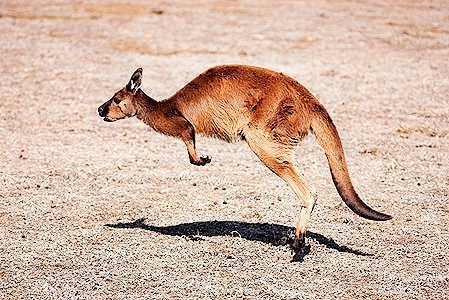 Western grey kangaroo.jpg