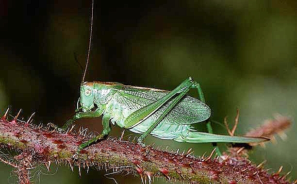 Great green bush-cricket.jpg