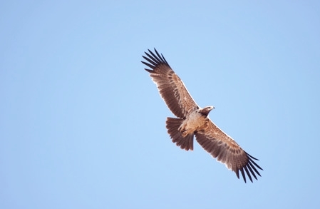 Cassin's hawk-eagle.jpg