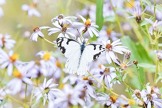 Pine white butterfly.jpg