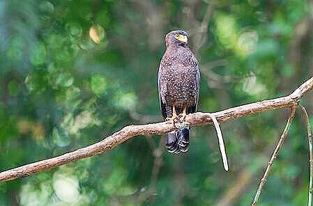 Andaman serpent eagle.jpg