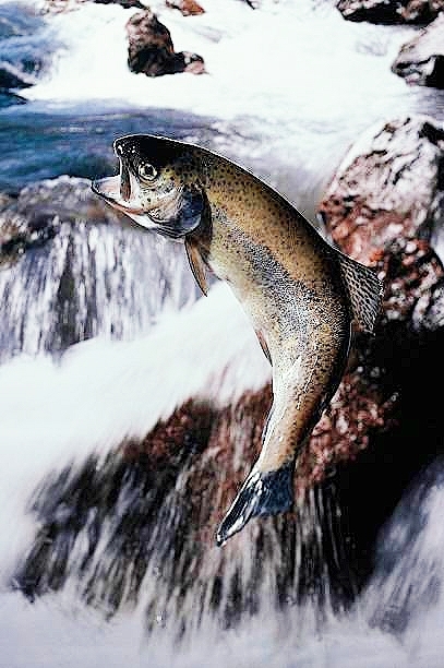 Brown trout.jpg