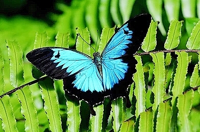 Blue mountain swallowtail.jpg