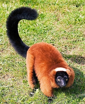 Red ruffed lemur.jpg