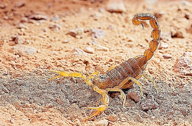 Common yellow scorpion.jpg