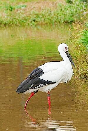 Oriental white stork.jpg