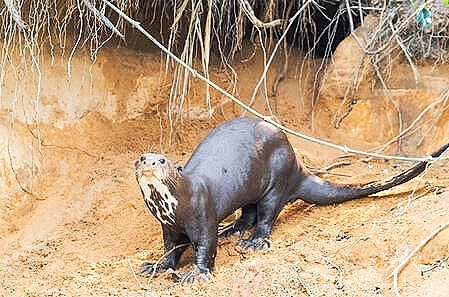 Giant otter.jpg