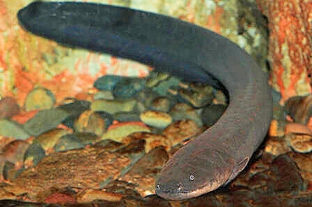 Electric eel.jpg
